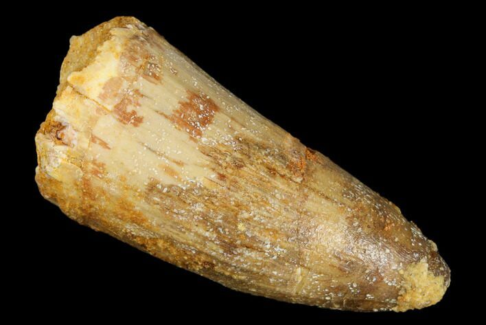 Cretaceous Fossil Crocodile Tooth - Morocco #185418